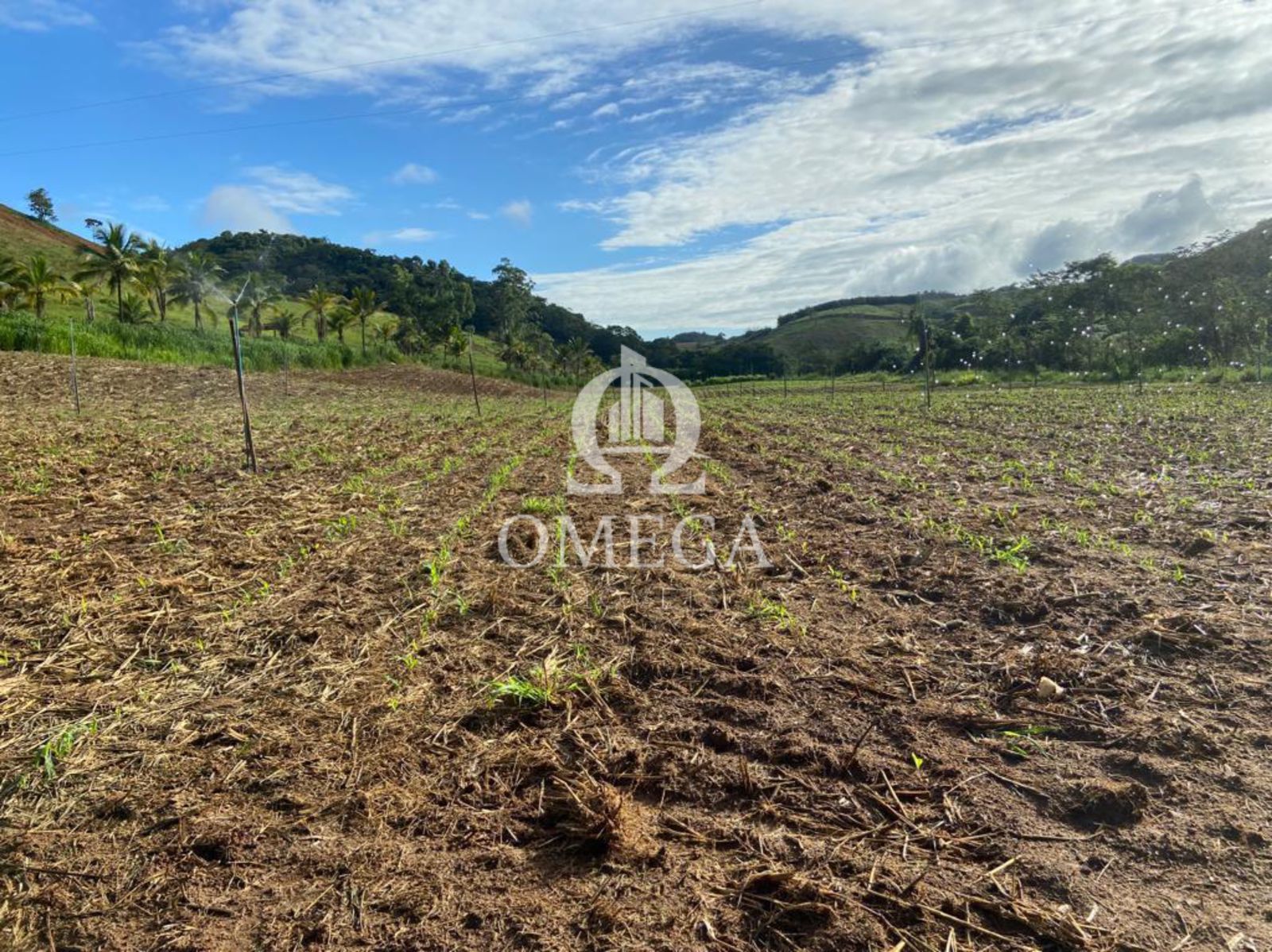 Fazenda 80 alqueires em Ipanema-MG - Ômega Imóveis Imobiliária - Linhares-ES