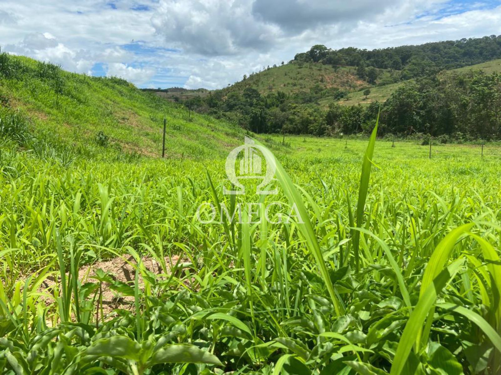 Fazenda 80 alqueires em Ipanema-MG - Ômega Imóveis Imobiliária - Linhares-ES