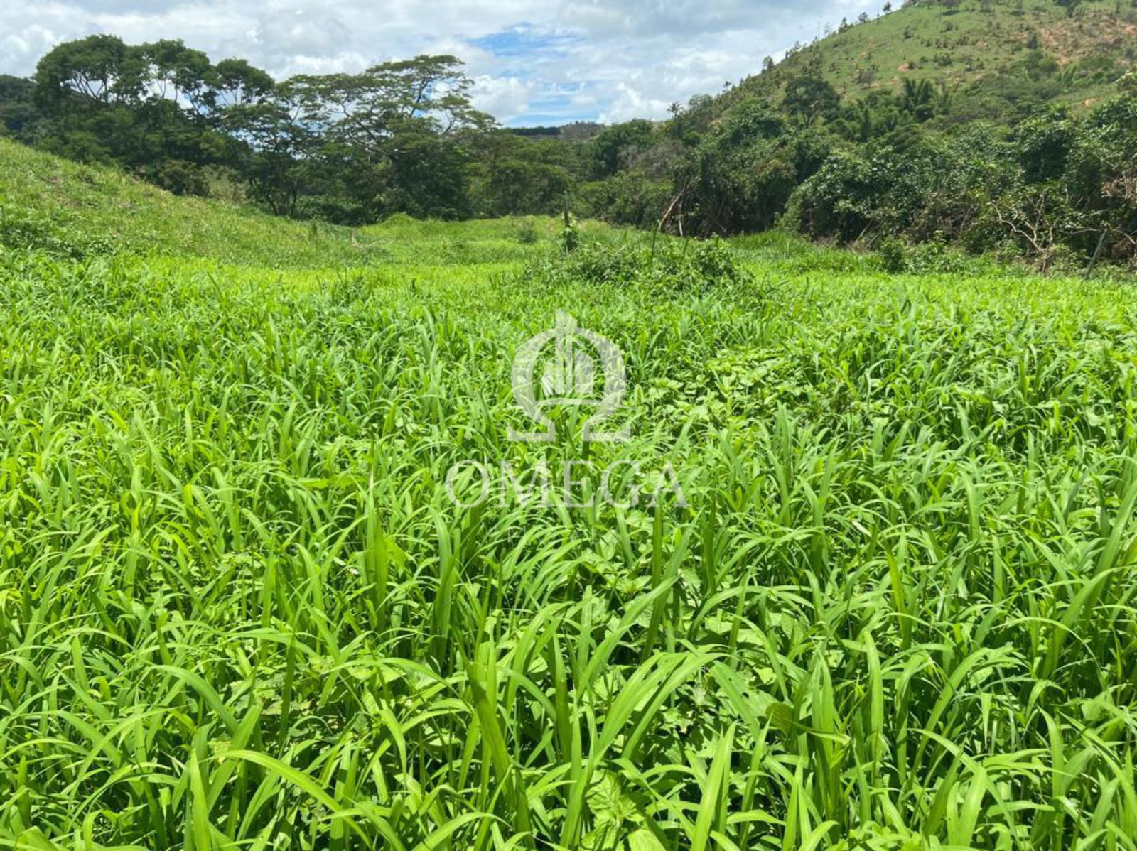 Fazenda 80 alqueires em Ipanema-MG - Ômega Imóveis Imobiliária - Linhares-ES