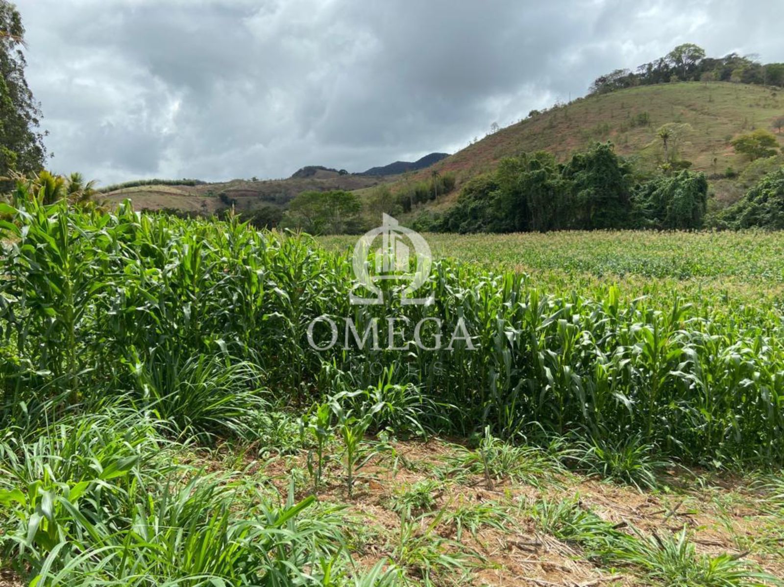 Fazenda 80 alqueires em Ipanema-MG - Ômega Imóveis Imobiliária - Linhares-ES