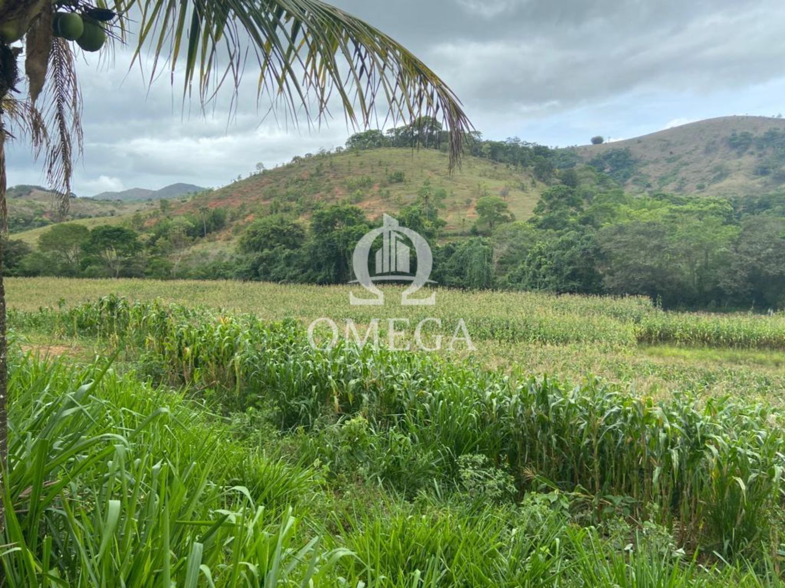 Fazenda 80 alqueires em Ipanema-MG - Ômega Imóveis Imobiliária - Linhares-ES